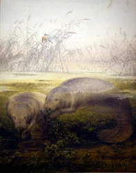 Lamantin, 1879